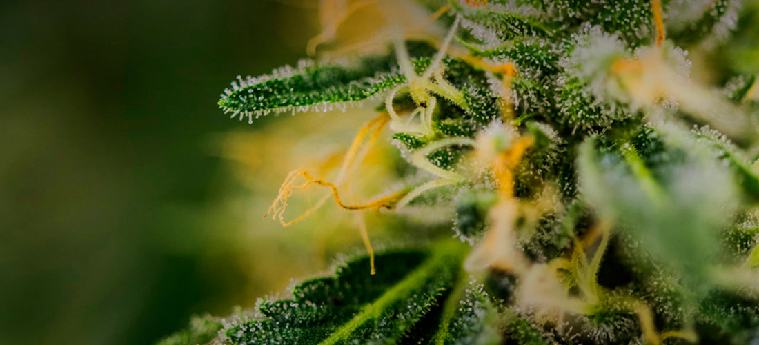 Quality Concentrates